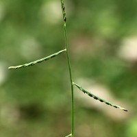 Urochloa